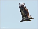 Orel morsky / White-tailed eagle