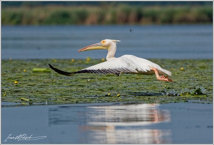 Pelikan bily / White Pelican