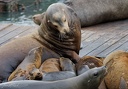 Lachtan kalifornsky / California sea lions