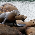Lachtan kalifornsky / California sea lions