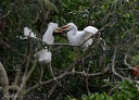 Volavka belostna / Snowy Egret