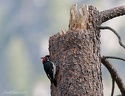 Acorn Woodpecker / Datel sberac