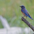 Western Bluebird / Salasnik zapadni