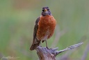 American robin / Drozd stehovavy
