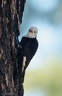 White-headed Woodpecker / Strakapoud mnisi