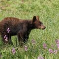 Black bear / Medved baribal