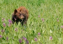 Black bear / Medved baribal