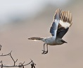  Northern Mockingbird / Drozdec mnohohlasy