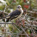  Northern Mockingbird / Drozdec mnohohlasy