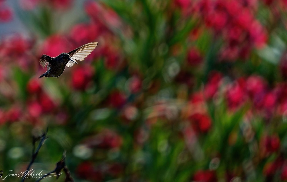 Anna's Hummingbird / Kalypta ruzovohlavá