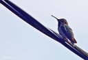  Anna's Hummingbird / Kalypta ruzovohlavá