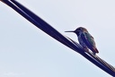  Anna's Hummingbird / Kalypta ruzovohlavá