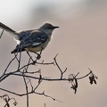 Northern Mockingbird / Drozdec mnohohlasy