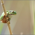 Rosni&#269;ka zelen? / European Treefrog, Common Tree Frog