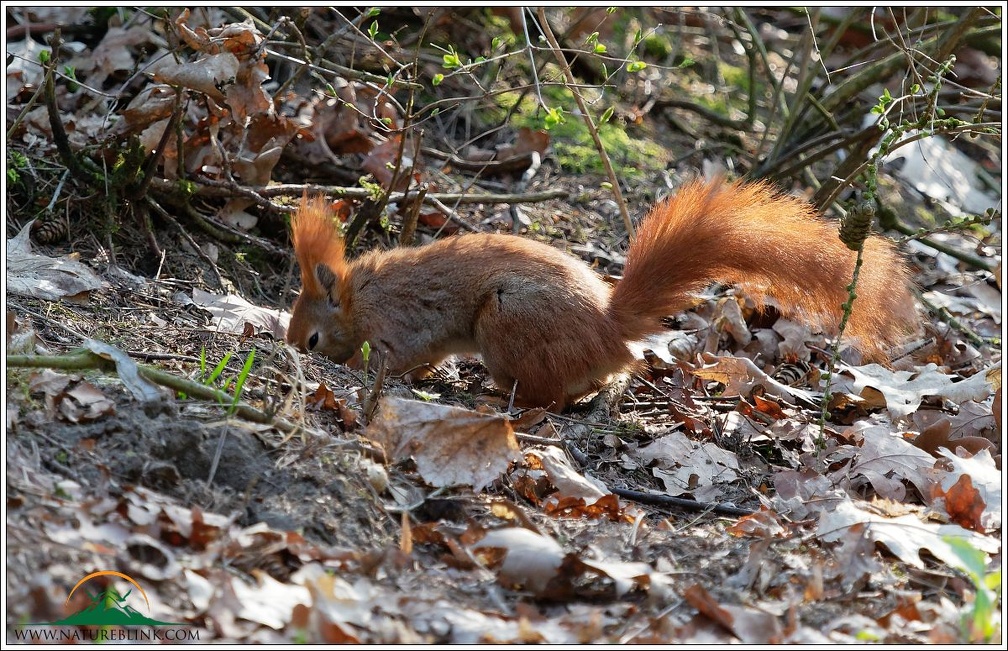 Eurasian red squirrel / Veverka obecna