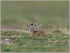 European ground squirrel / Sysel obecny