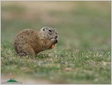 European ground squirrel / Sysel obecny