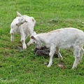 Koza domaci / Domestic goat