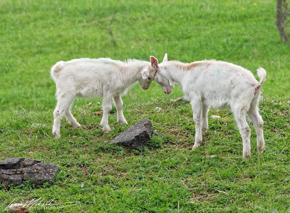 Koza domaci / Domestic goat