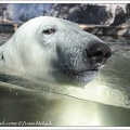 Medvěd ledn? / Polar Bear