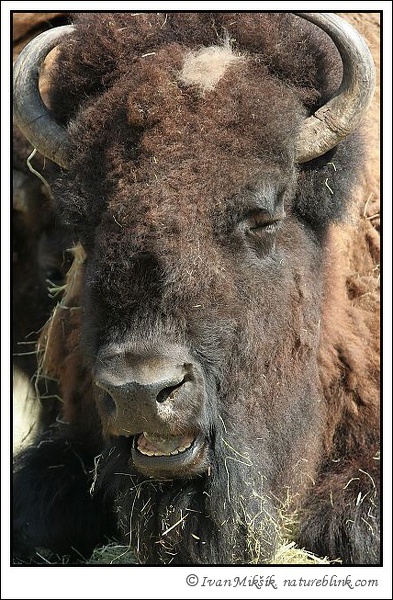 bison_0278.jpg