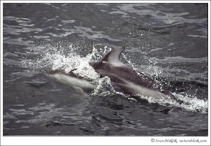 Pl?skavice plocho&#269;el? / Pacific White-sided Dolphin