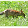 fox_0801.jpg