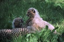 Gepard ?t?hl? / Cheetah