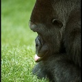 gorila251_25.jpg