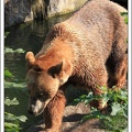 Medvěd hněd? / Brown Bear