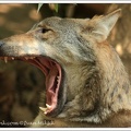 Vlk obecn? / Wolf