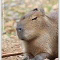 kapybara_2718.jpg