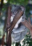 Marsupialia - Vačnatci
