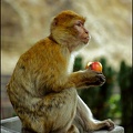 Magot / Barbary Macaque