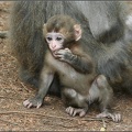 Makak červenol?c? / Japanese Macaque