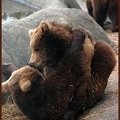 Medvěd hněd? / Brown bear