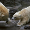 Medvěd ledn? / Polar Bear