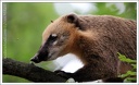 Nosal cerveny / South-American Coati