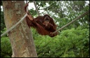 Orangutan sumatersk? / Sumatran Orangutan