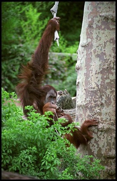 orangutan252_22.jpg
