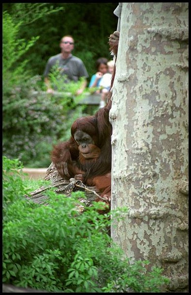 orangutan252_34.jpg