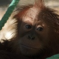 Orangutan sumatersk? / Sumatran Orangutan