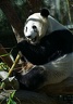 Panda velk? / Giant Panda