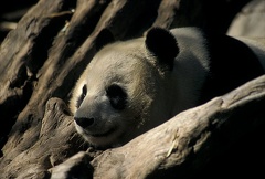 Panda velk? / Giant Panda