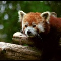Panda červen? / Lesser panda