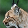 Rys ostrovid / European Lynx