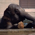 Slon indick? / Asian Elephant