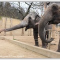 Slon indick? / Asian Elephant 