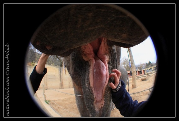 Slon indick? / Asian Elephant 