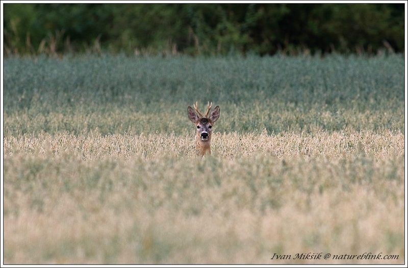 Srnec obecny / Roe Deer